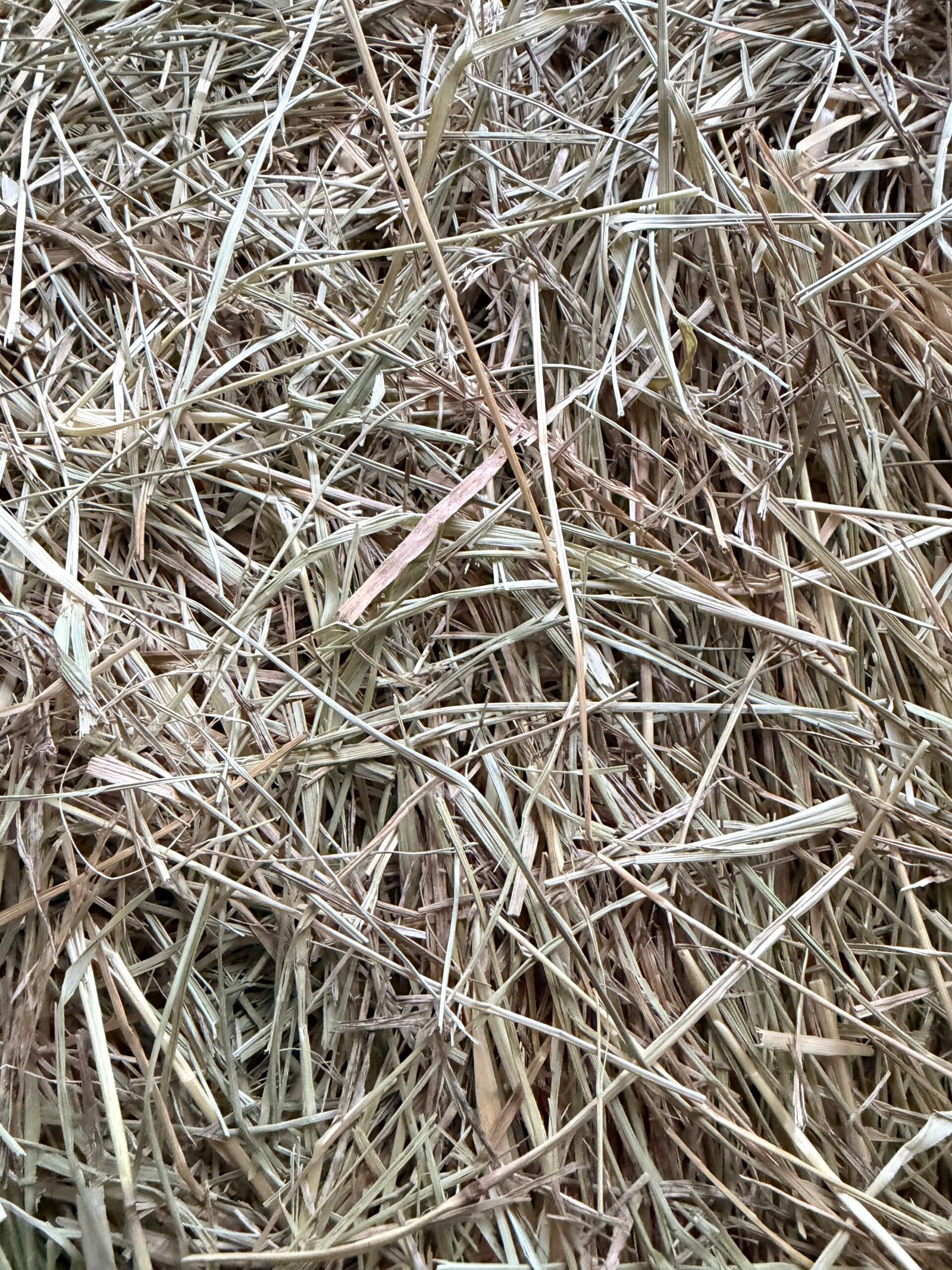 Foin de prairie – Image 2