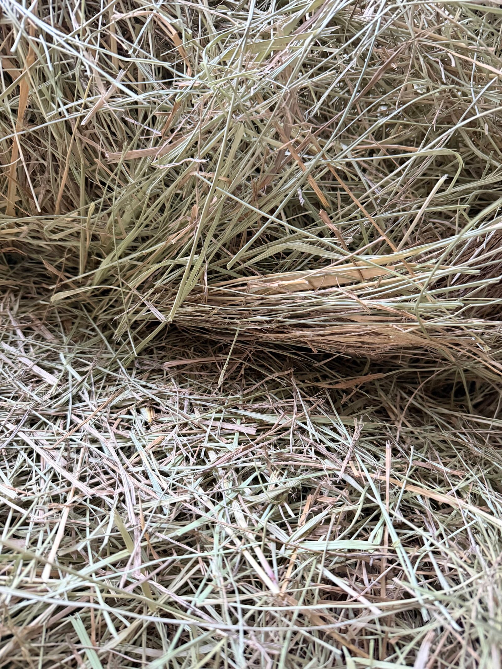 Foin de prairie – Image 3